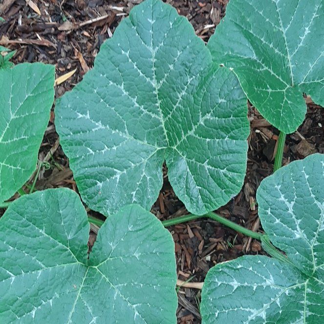 Photo of the plant species Pumpkin by @GoodEyelashfern named Forrest on Greg, the plant care app