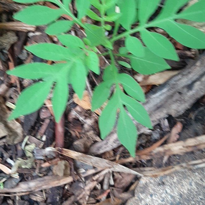 Photo of the plant species Spanish Needles by @GoodEyelashfern named Figyonce on Greg, the plant care app