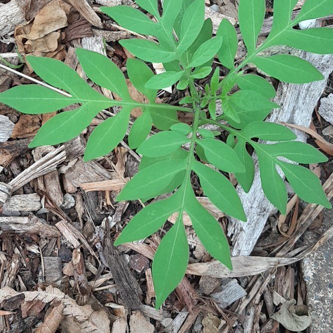 Photo of the plant species Spanish Needles by @GoodEyelashfern named Bodhi on Greg, the plant care app