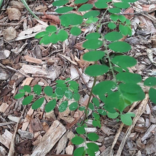 Photo of the plant species Mascarene Island Leaf Flower by @GoodEyelashfern named Eva on Greg, the plant care app