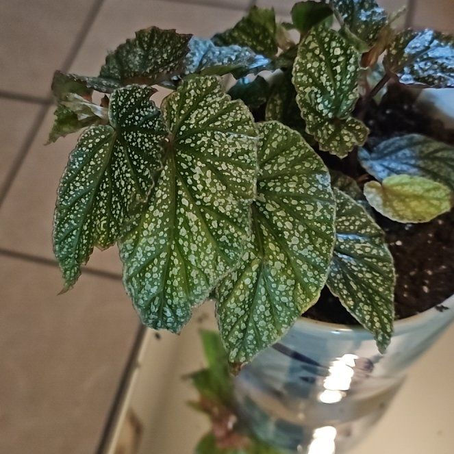 Photo of the plant species Begonia maculata 'Pink Spot' by @UberDuckpotato named Sir Plancelot on Greg, the plant care app