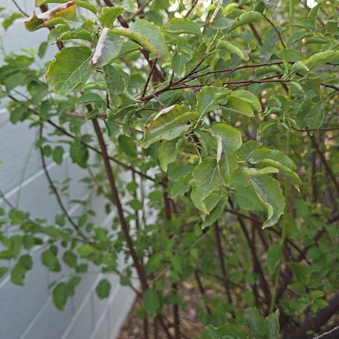Photo of the plant species Plum by @FunnyLambsear1 named ChloroPhil on Greg, the plant care app