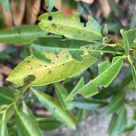 Photo of the plant species California Bay Laurel by @ZappyHollyhock named Sir Plancelot on Greg, the plant care app