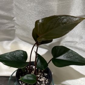 Plant care for Kalanchoe on Greg, the plant care app