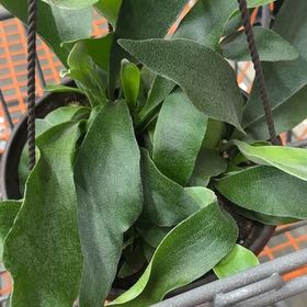 Photo of the plant species platycerium netherlands by @GiftedSpicebush named Marley on Greg, the plant care app