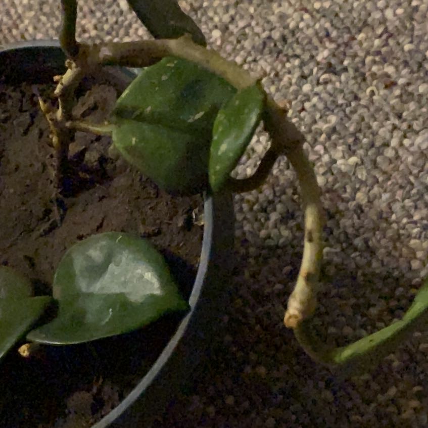 Photo of the plant species Hoya australis 'Bordvare' by @SuperSilvertree named Gates on Greg, the plant care app