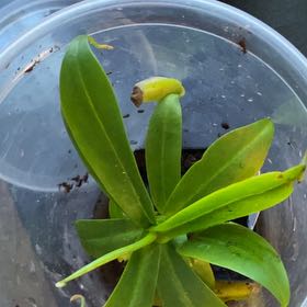Photo of the plant species pitcher plant by @SuperSilvertree named Sage on Greg, the plant care app
