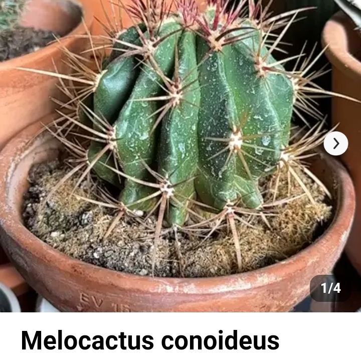 Photo of the plant species Melocactus pruinosus by @JesterGreenash named Orwell on Greg, the plant care app