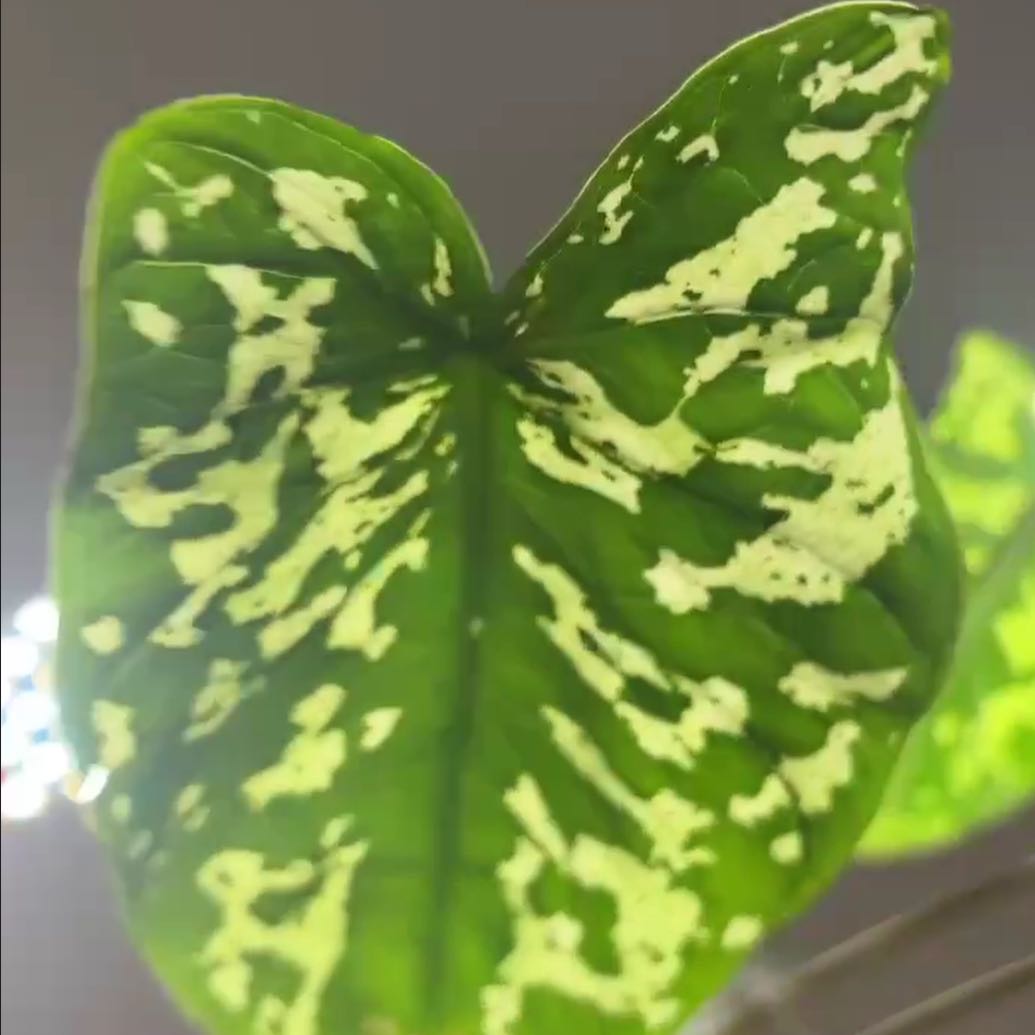 Photo of the plant species Hilo Beauty by @LuckyRosequartz named Orwell on Greg, the plant care app