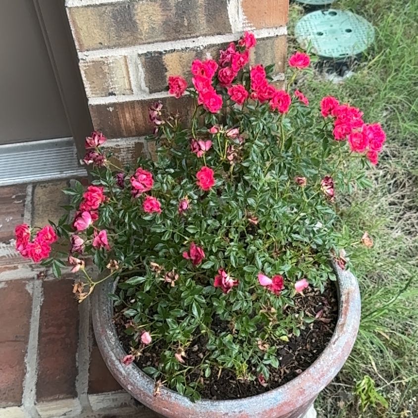 Photo of the plant species Red Drift Rose by @KallieWally named Remington on Greg, the plant care app