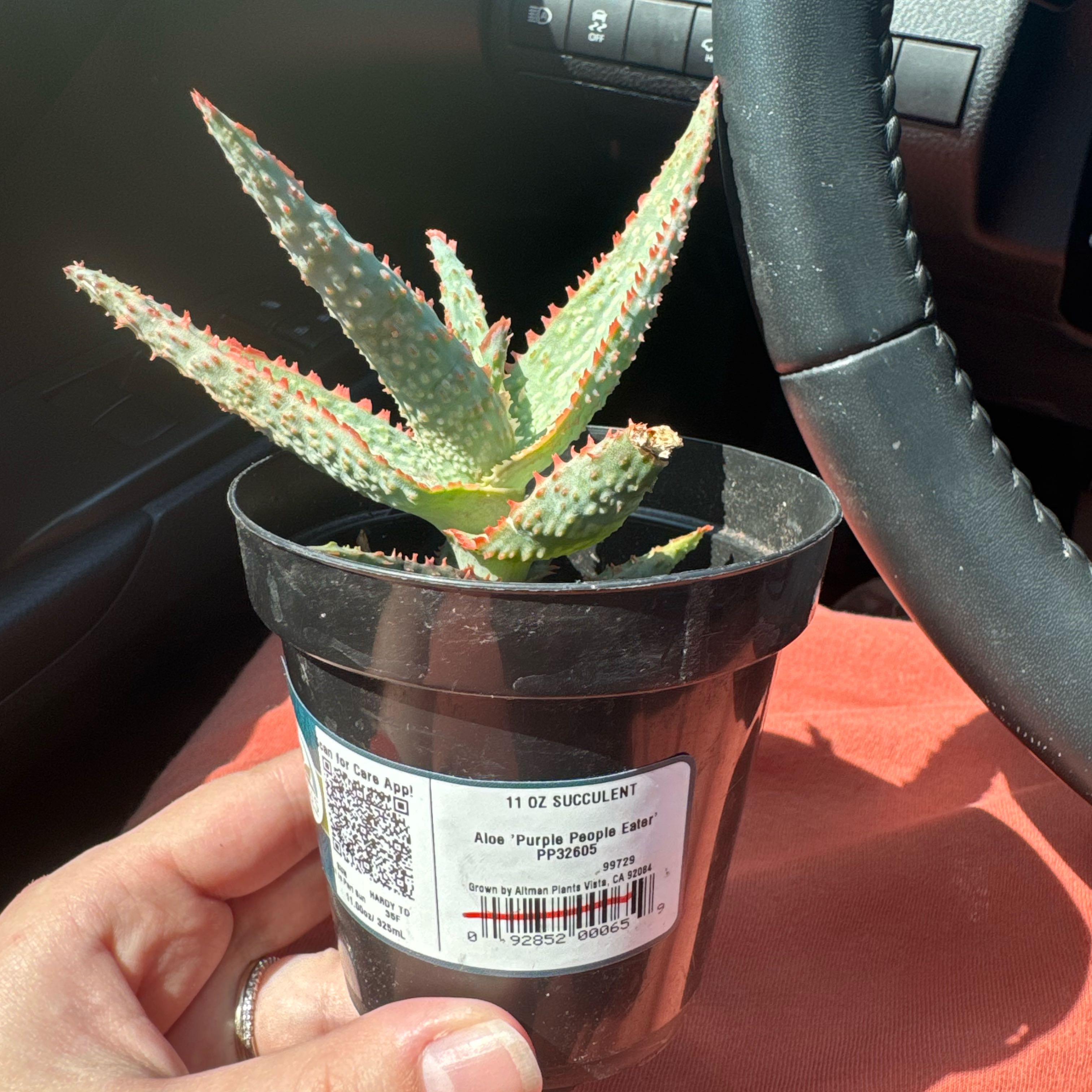 Photo of the plant species Aloe 'Purple People Eater' by @KallieWally named Oscar on Greg, the plant care app