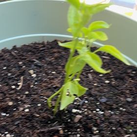 Photo of the plant species Cayenne Pepper by @SleekCowpea51 named Hamilton on Greg, the plant care app