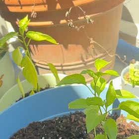 Photo of the plant species Jalapeno Pepper by @SleekCowpea51 named Spike Leaves on Greg, the plant care app
