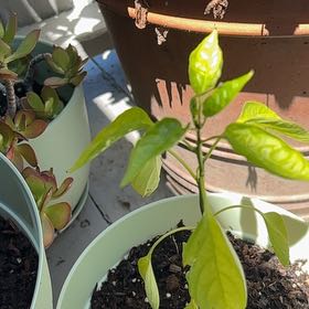 Photo of the plant species Poblano Pepper by @SleekCowpea51 named Sonora on Greg, the plant care app