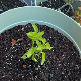 Photo of the plant species Serrano Pepper by @SleekCowpea51 named Morgan Treeman on Greg, the plant care app