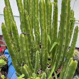 Photo of the plant species Carrion Flower by @BusyLoblollybay named Bruce Lee on Greg, the plant care app