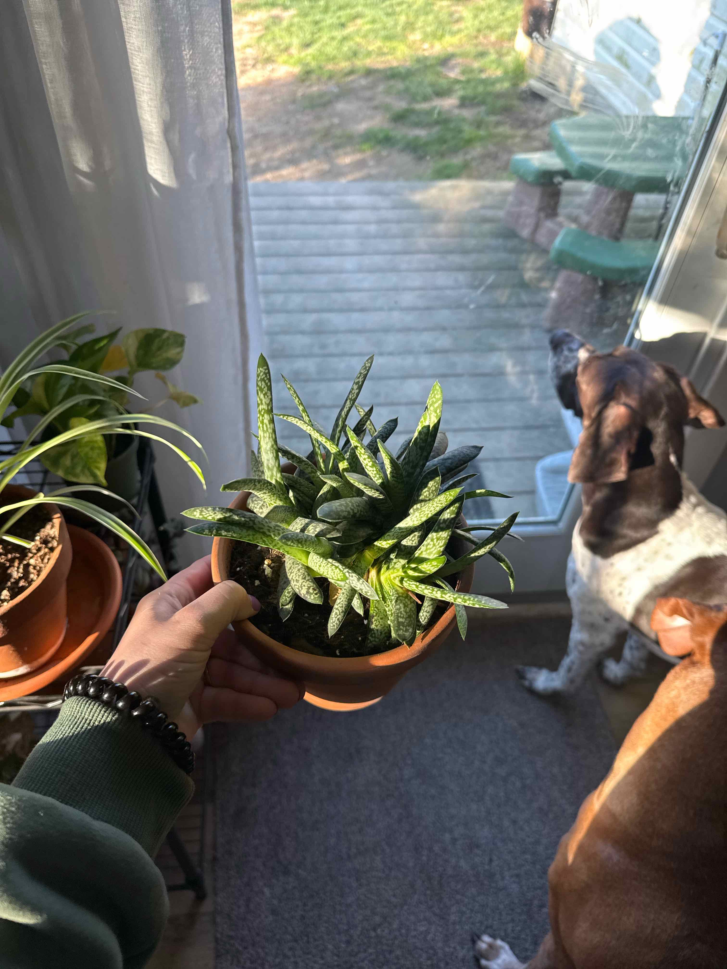 Photo of the plant species gasteria bicolor by @CaityJ named Foxxy on Greg, the plant care app