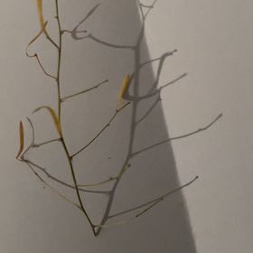 Photo of the plant species Banded Airplant by @FitRedmistletoe named Elina on Greg, the plant care app