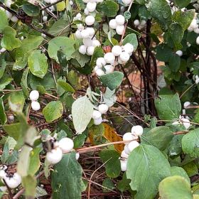Photo of the plant species Common Snowberry by @FitRedmistletoe named Zeus on Greg, the plant care app