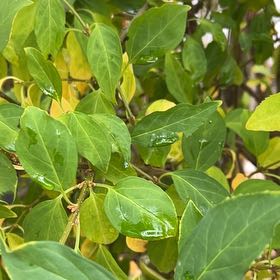 Photo of the plant species Border Forsythia by @FitRedmistletoe named Queen on Greg, the plant care app