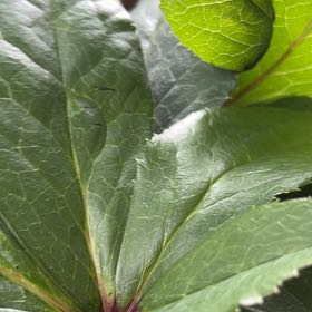 Photo of the plant species Lenten Rose by @FitRedmistletoe named Rosa on Greg, the plant care app