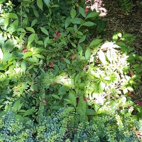 Photo of the plant species Sacred Bamboo by @FitRedmistletoe named ChloroPhil on Greg, the plant care app