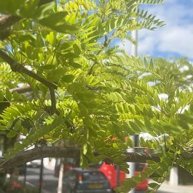 Photo of the plant species Common Honeylocust by @FitRedmistletoe named Harper on Greg, the plant care app