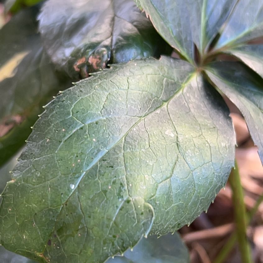 Photo of the plant species Lenten Rose by @FitRedmistletoe named Kardashian on Greg, the plant care app
