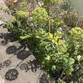 Photo of the plant species Garden Angelica by @FitRedmistletoe named Daphne on Greg, the plant care app