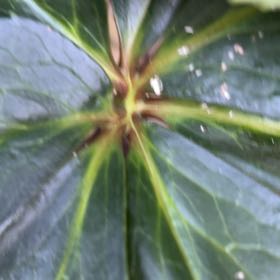 Photo of the plant species Japanese Spurge by @FitRedmistletoe named Leonardo on Greg, the plant care app