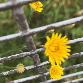 Photo of the plant species Strawflower by @FitRedmistletoe named LiloStitch on Greg, the plant care app