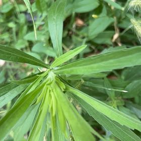 Photo of the plant species Corn Bind by @FitRedmistletoe named Marilyn on Greg, the plant care app