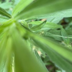 Photo of the plant species Mexican Coriander by @FitRedmistletoe named McKinley on Greg, the plant care app