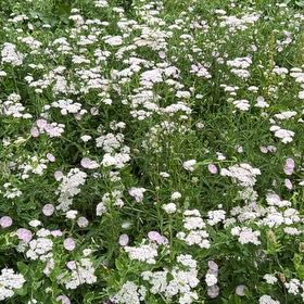 Photo of the plant species Sweet Alyssum by @FitRedmistletoe named Aristotle on Greg, the plant care app