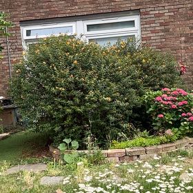 Photo of the plant species Blackeyed Susan Vine by @FitRedmistletoe named Ronaldo on Greg, the plant care app