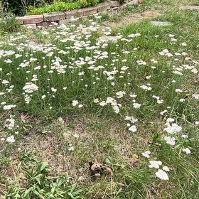 Photo of the plant species Wild Carrot by @FitRedmistletoe named Denali on Greg, the plant care app