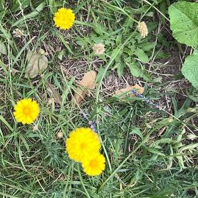 Photo of the plant species Cat's Ear by @FitRedmistletoe named James Dean on Greg, the plant care app