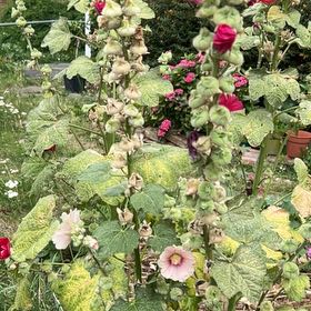 Photo of the plant species Hollyhock by @FitRedmistletoe named Apollo on Greg, the plant care app