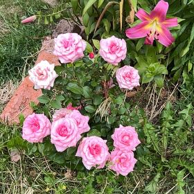 Photo of the plant species Chinese Peony by @FitRedmistletoe named Elle on Greg, the plant care app