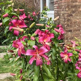 Photo of the plant species Tiger Lily by @FitRedmistletoe named Surya on Greg, the plant care app