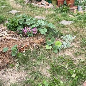 Photo of the plant species Malva Arborea by @FitRedmistletoe named Lebron on Greg, the plant care app