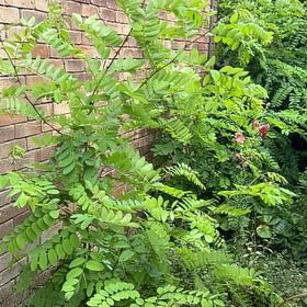 Photo of the plant species Bristly Locust by @FitRedmistletoe named Einstein on Greg, the plant care app