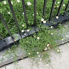 Photo of the plant species Latin American Fleabane by @FitRedmistletoe named Kendall on Greg, the plant care app