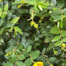 Photo of the plant species St. John's Wort by @FitRedmistletoe named Dolores on Greg, the plant care app