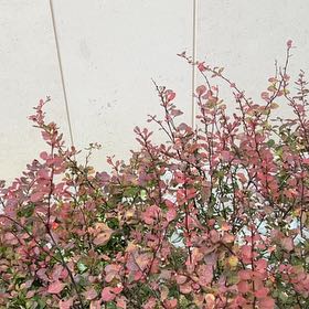 Photo of the plant species Japanese Barberry by @FitRedmistletoe named Muhammad Ali on Greg, the plant care app