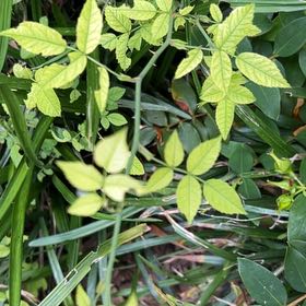 Photo of the plant species Multiflora Rose by @FitRedmistletoe named Doja Cat on Greg, the plant care app