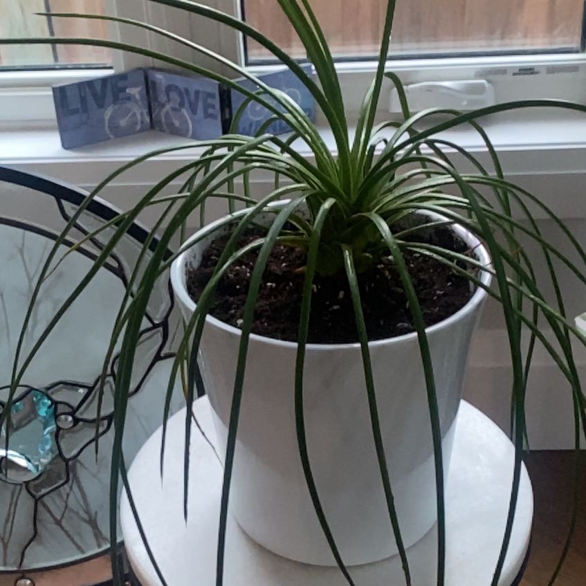 Photo of the plant species Spaghetti Strap Agave by @BeefyLimezinger named Kylie on Greg, the plant care app