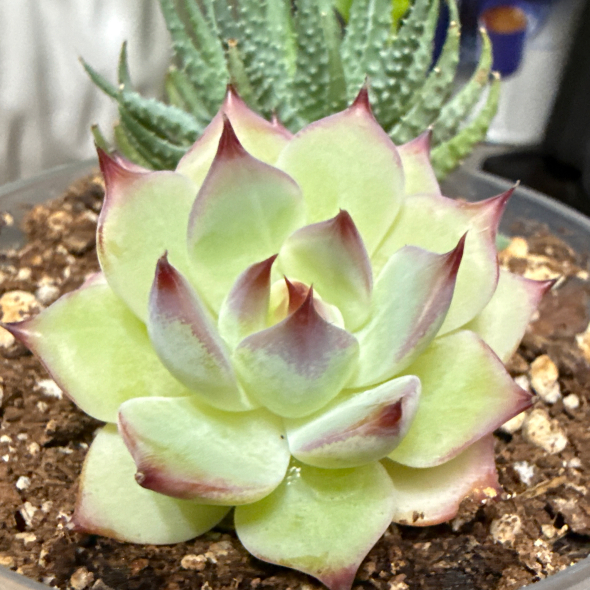 Photo of the plant species Blue Bird Echeveria by @Beckala79 named Sonora on Greg, the plant care app