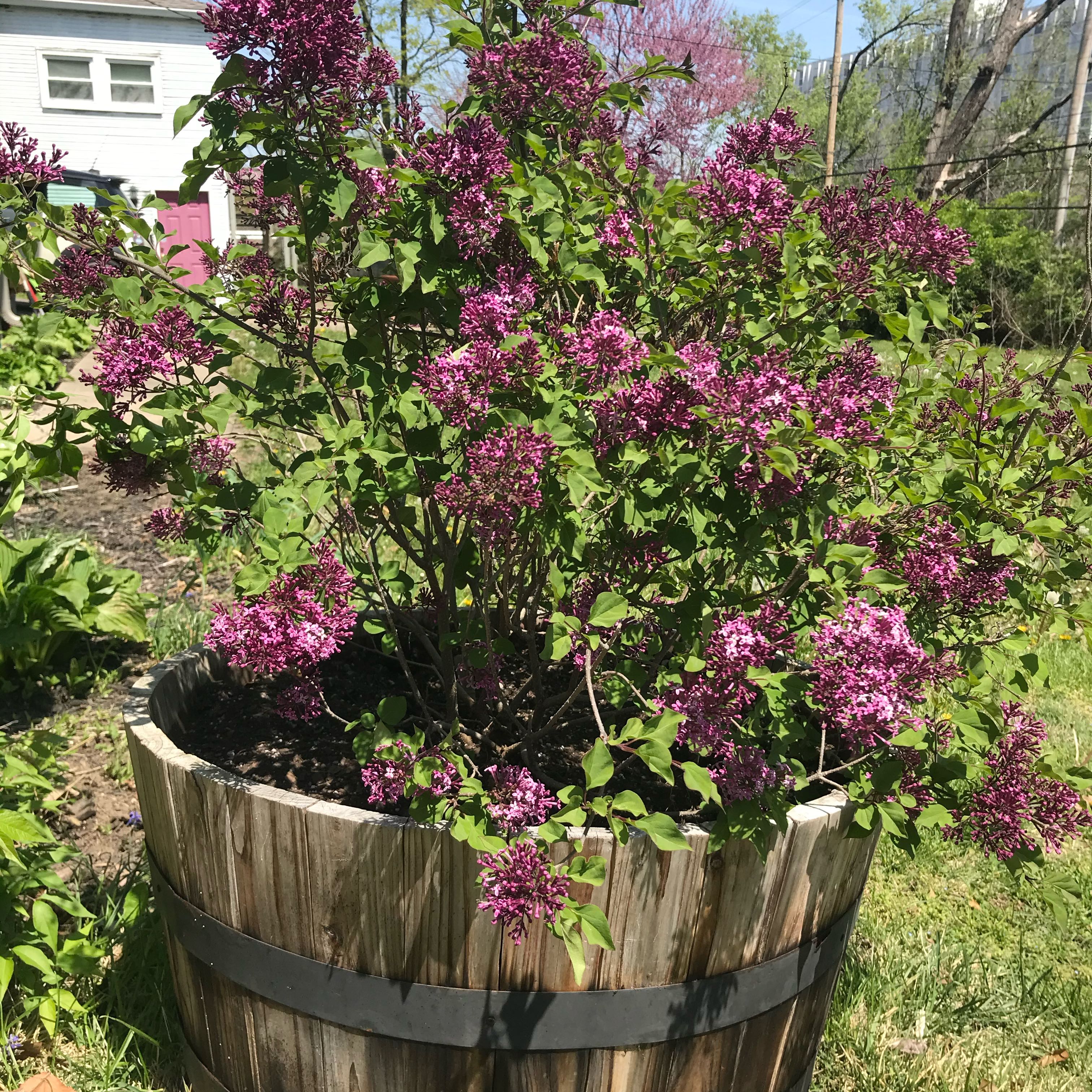 Plant care for Fraxinus dimorpha on Greg, the plant care app