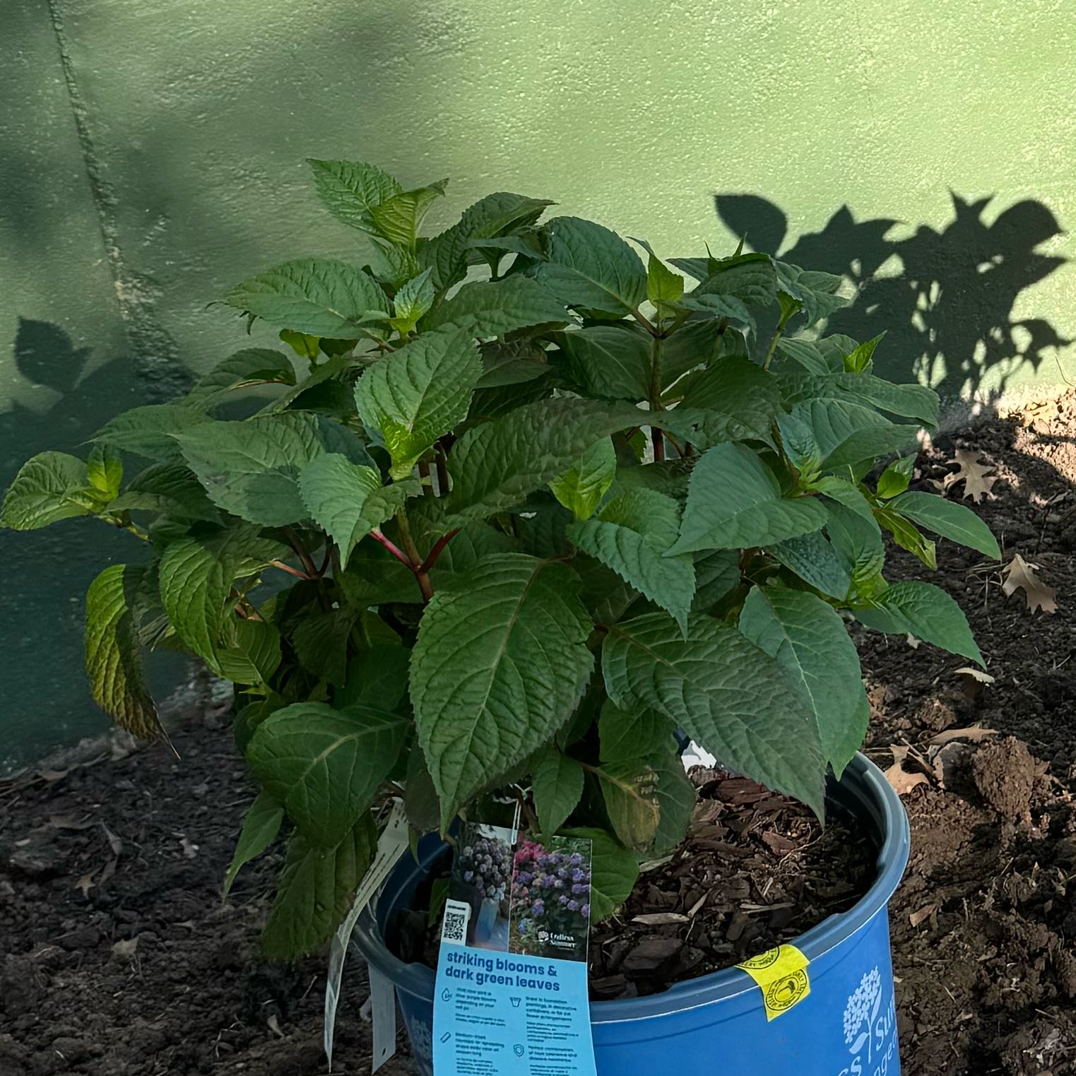Photo of the plant species Endless Summer BloomStruck Hydrangea by @Beckala79 named Emerson on Greg, the plant care app